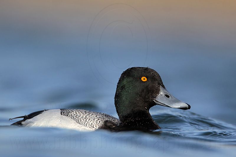 _MG_0631 Lesser Scaup.jpg
