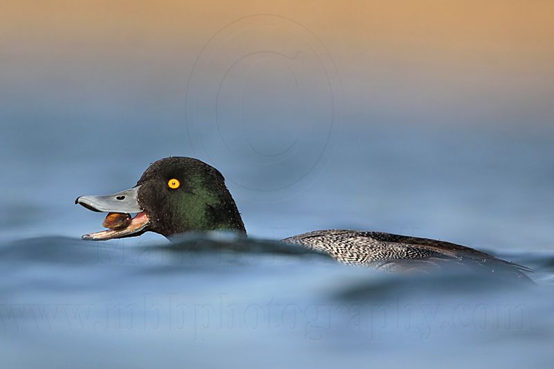 _MG_0639 Lesser Scaup.jpg