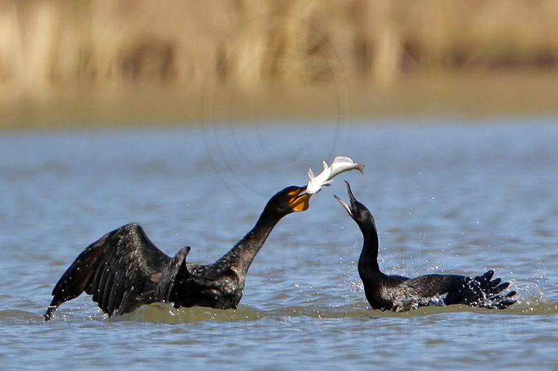 _MG_4920 Neotropic Cormorant _ Double-crested Cormorant.jpg
