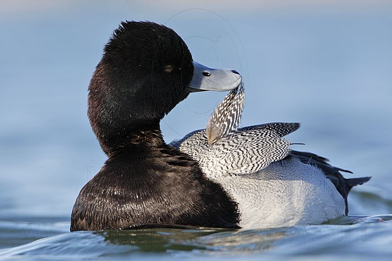 _MG_5565 Lesser Scaup.jpg