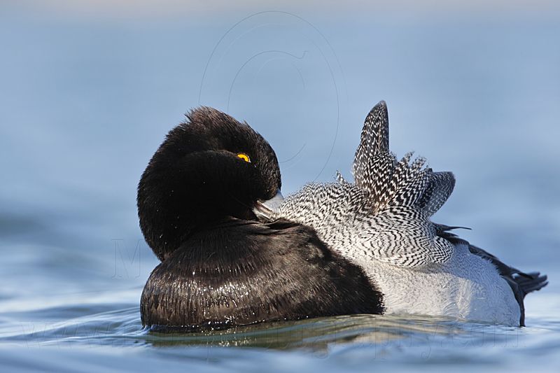 _MG_5566 Lesser Scaup.jpg