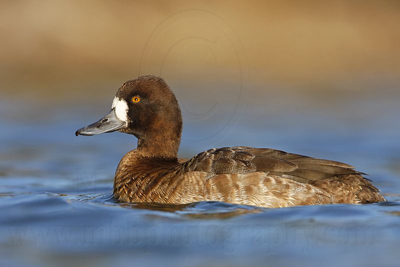 _MG_6165 Lesser Scaup.jpg