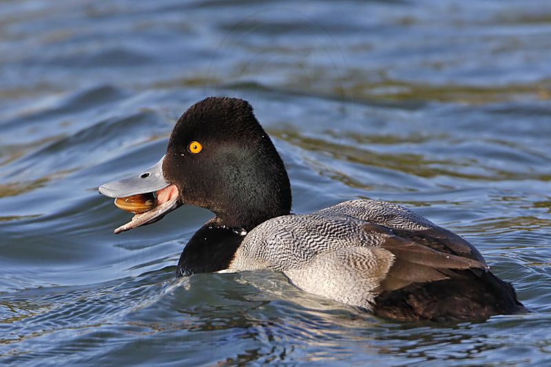 _MG_6271 Lesser Scaup.jpg