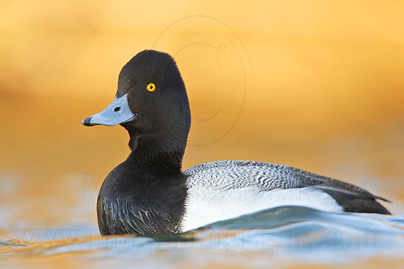 _MG_7412 Lesser Scaup.jpg