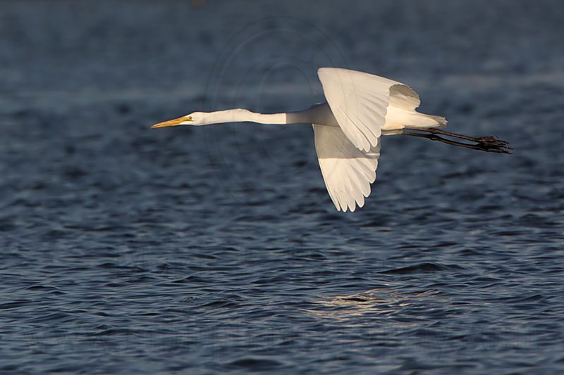 _MG_7526 Great Egret.jpg