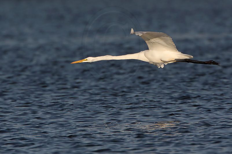 _MG_7528 Great Egret.jpg
