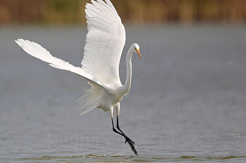 _MG_3278 Great Egret.jpg