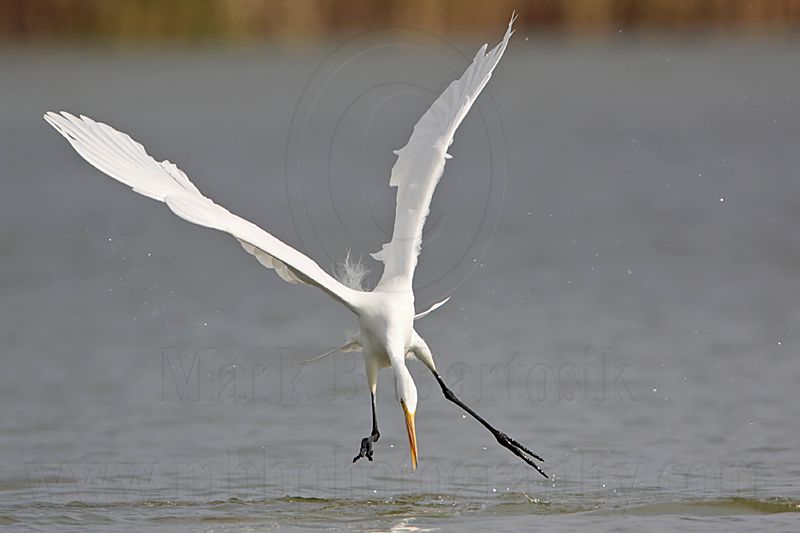 _MG_3279 Great Egret.jpg