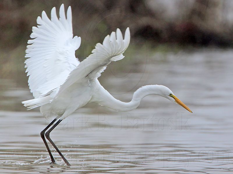 _MG_0081 Great Egret.jpg