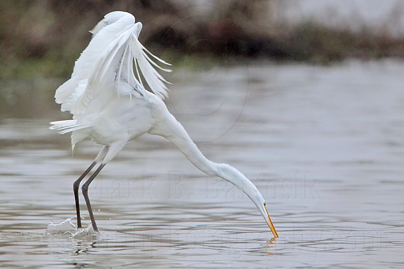 _MG_0082 Great Egret.jpg