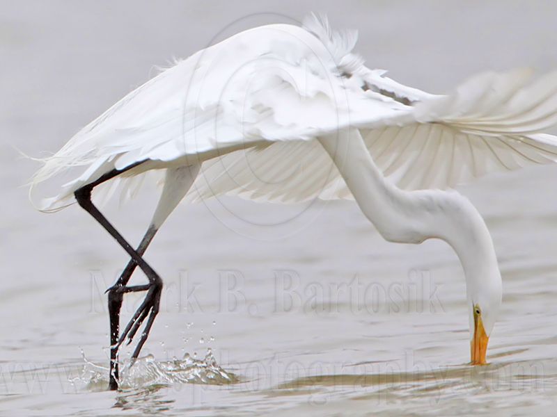 _MG_0210 Great Egret.jpg