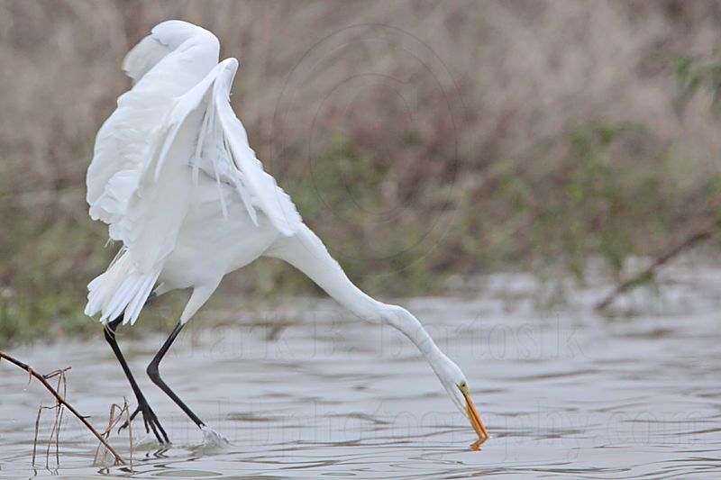 _MG_0337 Great Egret.jpg
