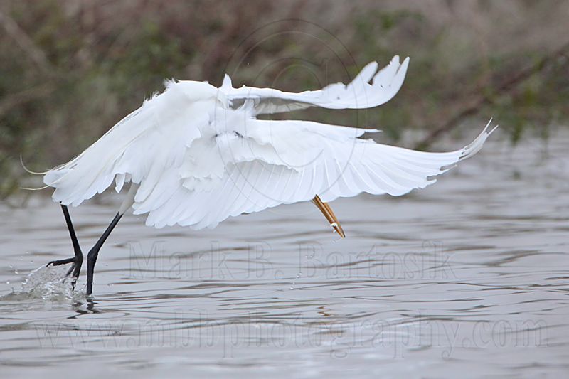 _MG_0338 Great Egret.jpg