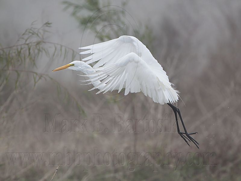 _MG_0642 Great Egret.jpg