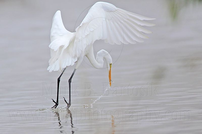 _MG_1222 Great Egret.jpg