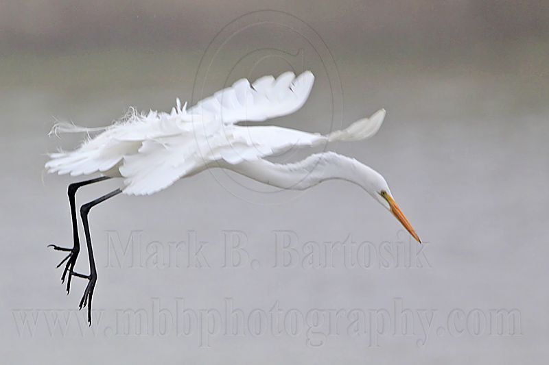 _MG_7170 Great Egret.jpg