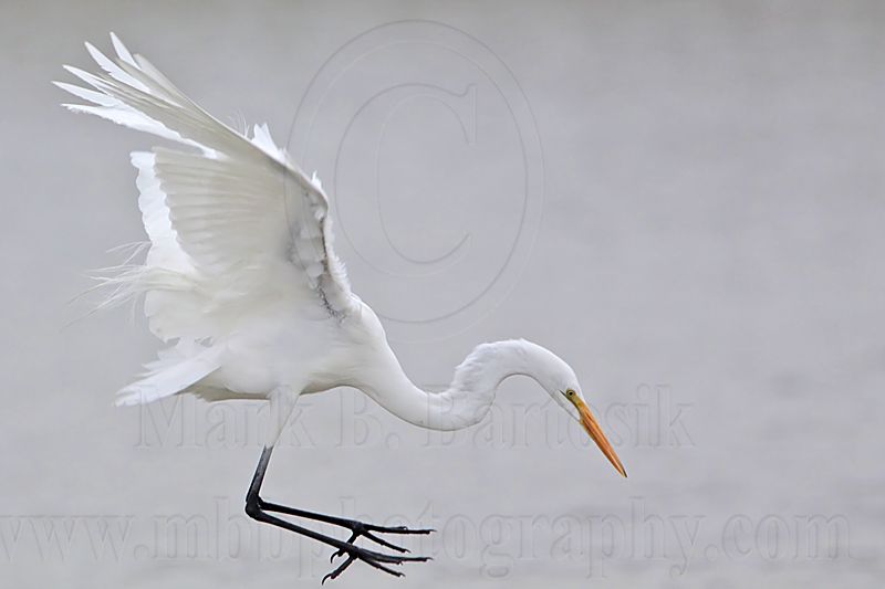 _MG_7171 Great Egret.jpg