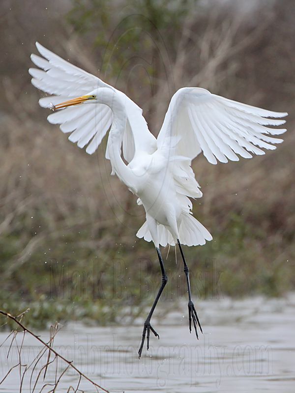 _MG_8759 Great Egret.jpg