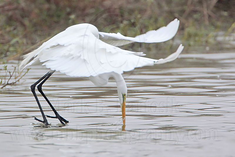 _MG_9703 Great Egret.jpg