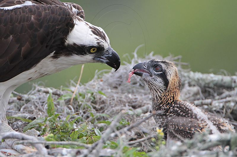 _MG_1378 Osprey.jpg