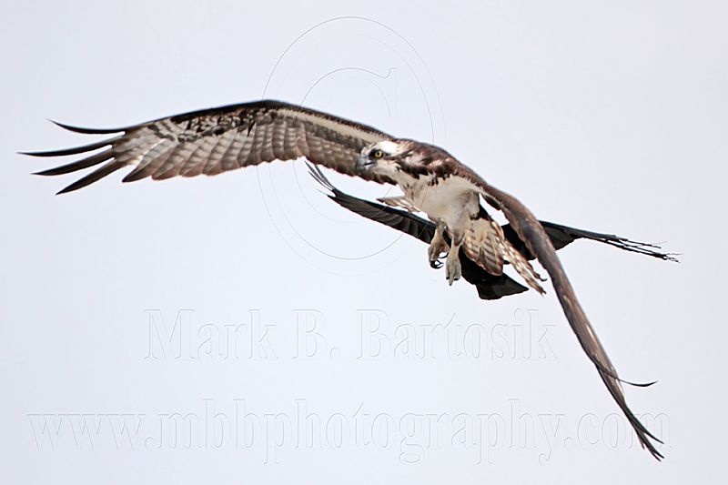 _MG_4779 Osprey & American Crow.jpg