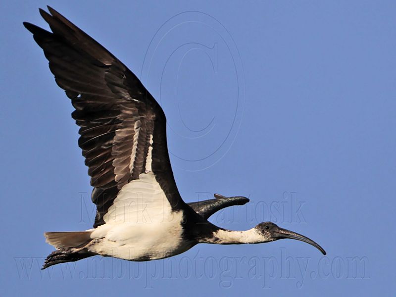 _MG_2847 Straw-necked Ibis.jpg
