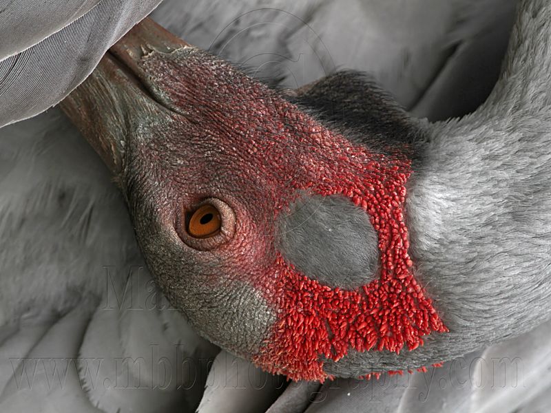 _MG_5658 Brolga.jpg