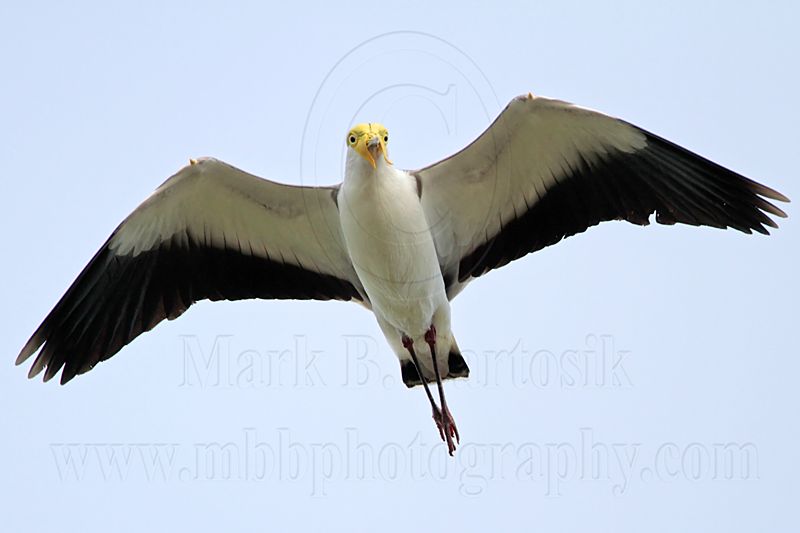 _MG_4693 Masked Lapwing.jpg