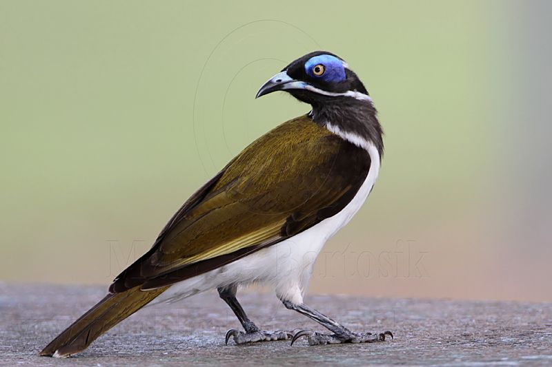 _MG_3828 Blue-faced Honeyeater.jpg
