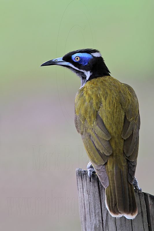 _MG_3853 Blue-faced Honeyeater.jpg