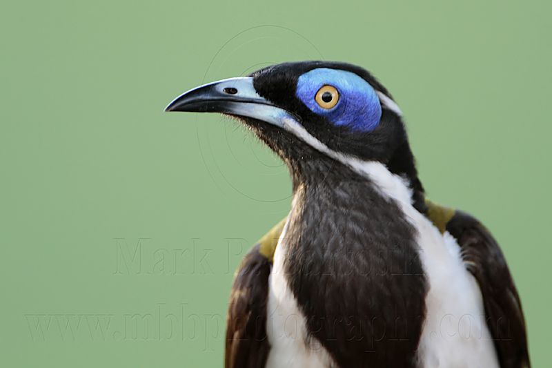 _MG_4187 Blue-faced Honeyeater.jpg