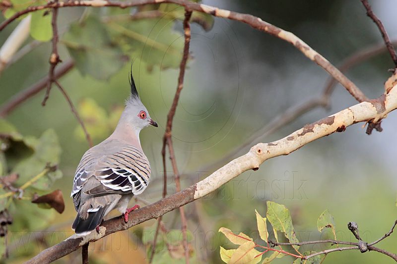 _MG_5806 Crested Pigeon.jpg