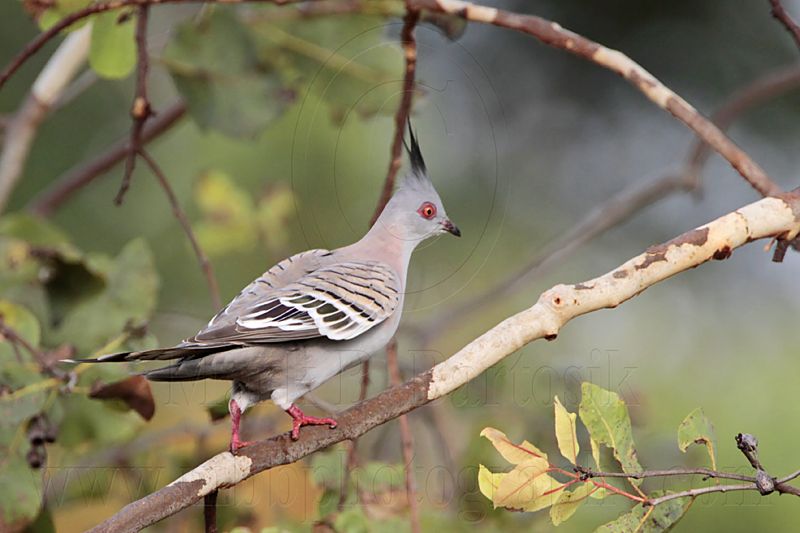 _MG_5808 Crested Pigeon.jpg