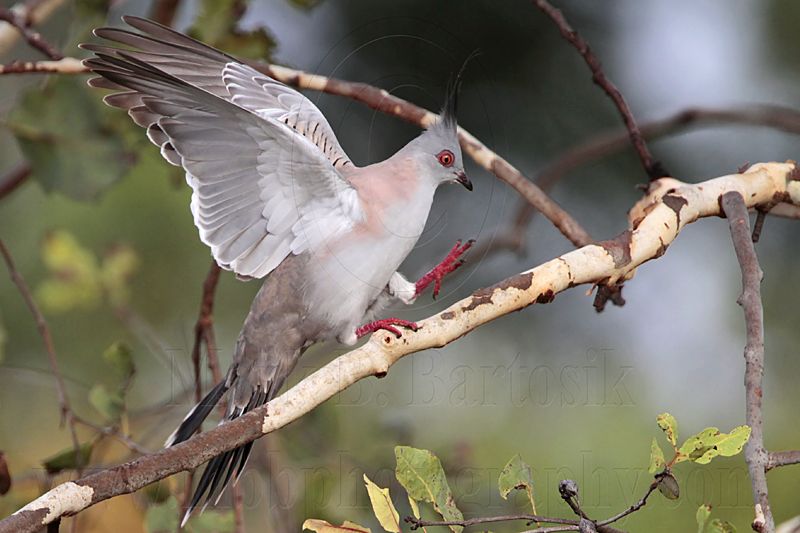 _MG_5809 Crested Pigeon.jpg