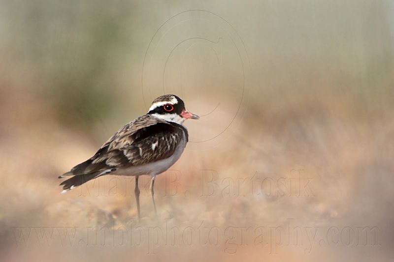 _MG_6146 Black-fronted Dotterel.jpg