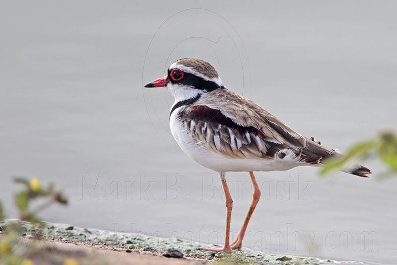 _MG_6866 Black-fronted Dotterel.jpg