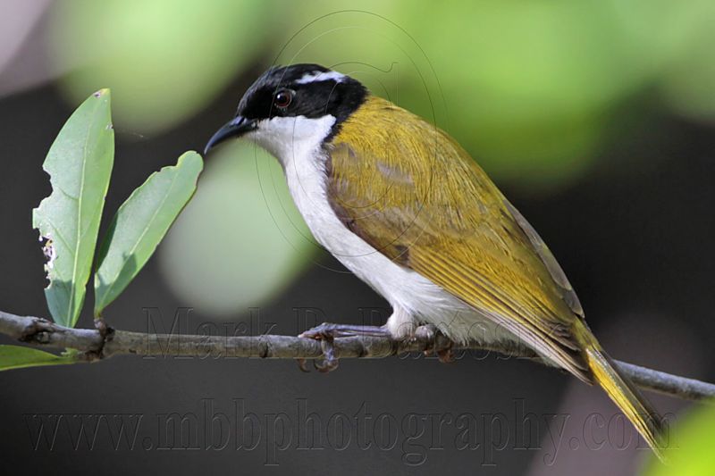 _MG_7422 White-throated Honeyeater.jpg