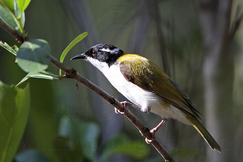 _MG_7507 White-throated Honeyeater.jpg