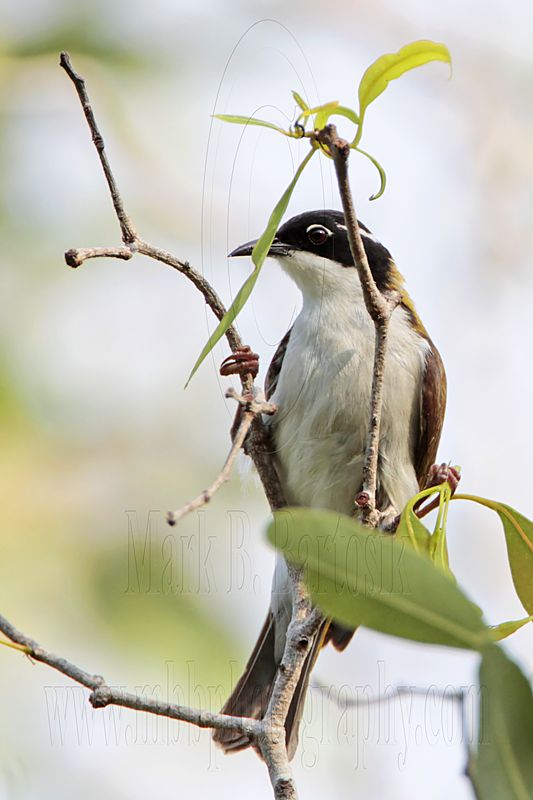 _MG_7774 White-throated Honeyeater.jpg