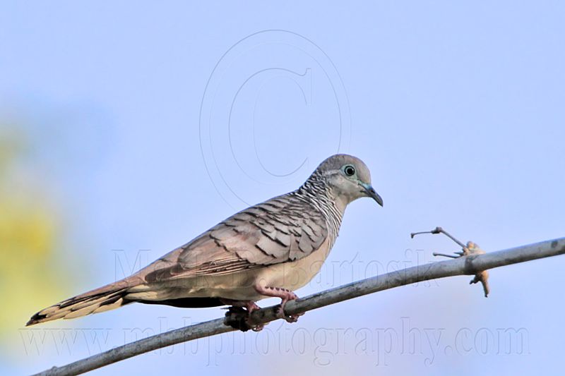 _MG_1885 Peaceful Dove.jpg