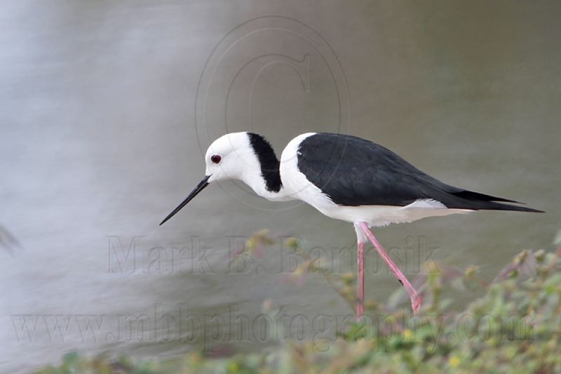 _MG_6842 Black-winged Stilt.jpg
