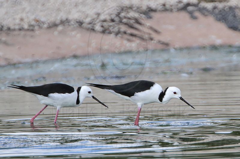 _MG_6940 Black-winged Stilt.jpg