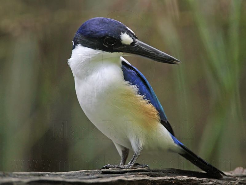 _MG_1342 Forest Kingfisher.jpg