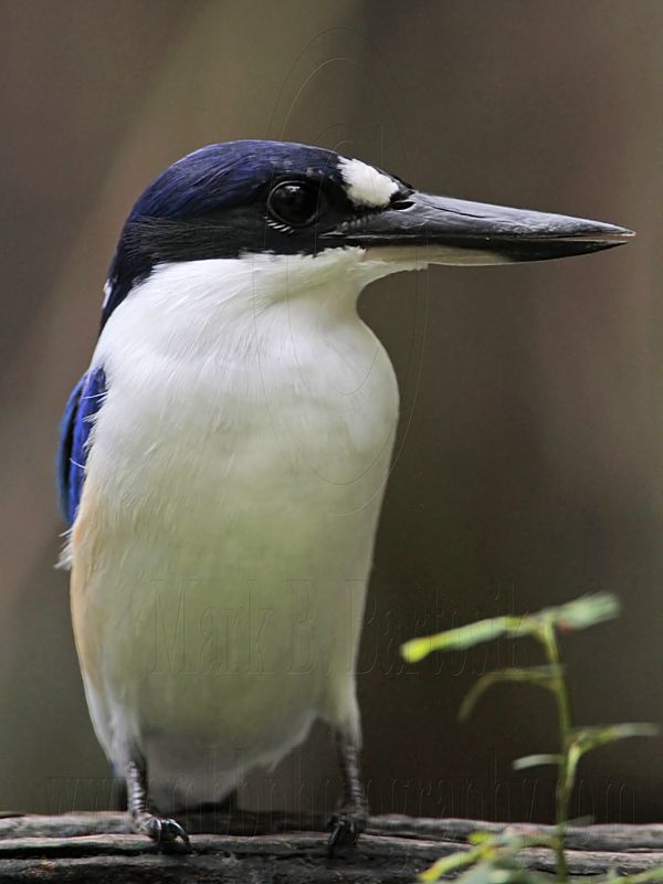 _MG_1386 Forest Kingfisher.jpg