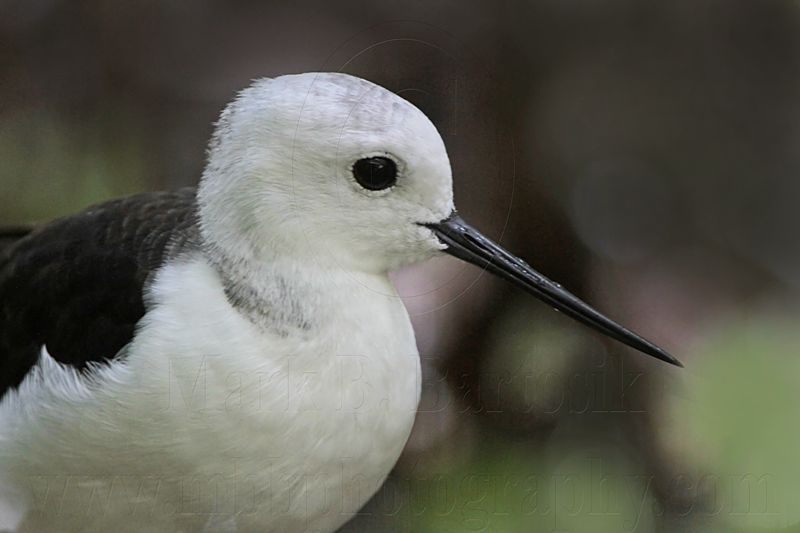 _MG_1476 Black-winged Stilt.jpg