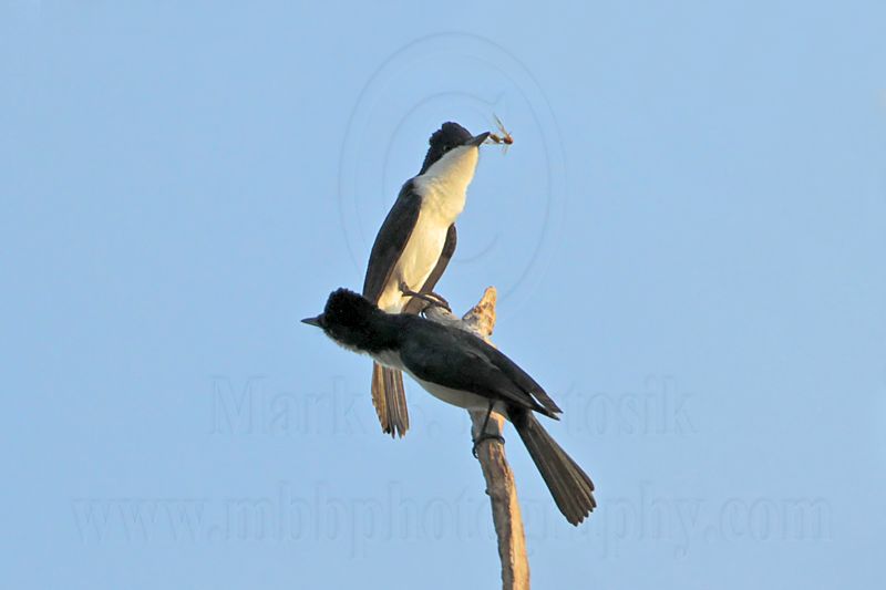 _MG_3434  Restless Flycatcher.jpg