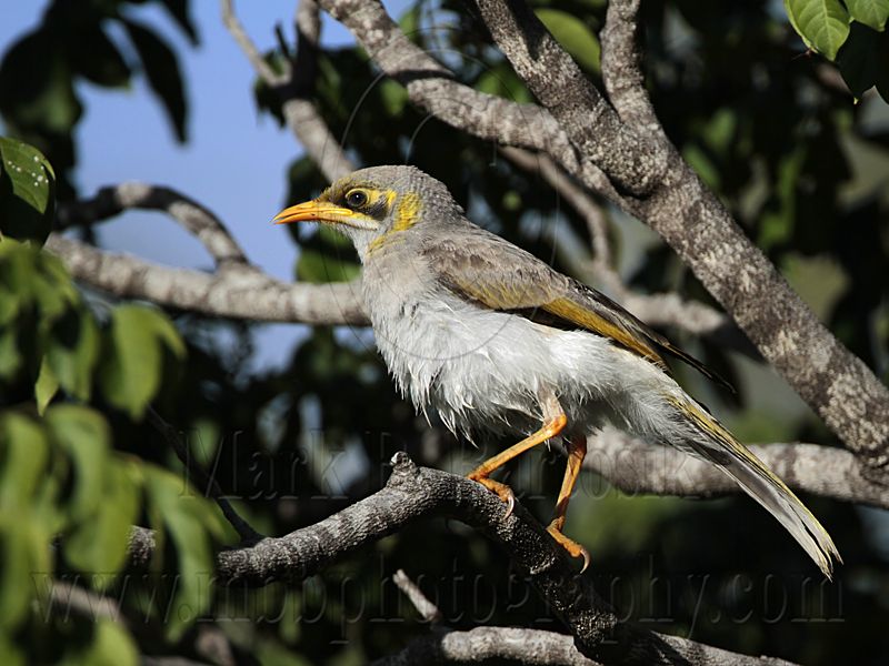 _MG_7180 Yellow-throated Miner.jpg
