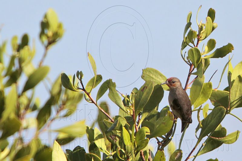 _MG_5211 Red-headed Honeyeater.jpg
