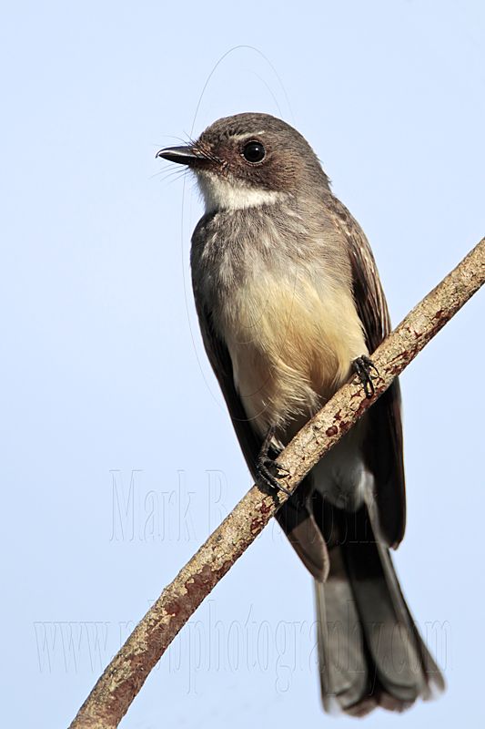 _MG_4419 Northern Fantail.jpg