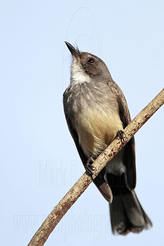 _MG_4421 Northern Fantail.jpg